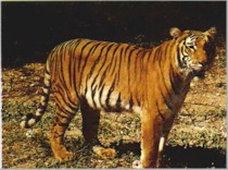 National Animal- Tiger