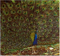 National Bird- Peacock