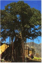 National Tree - Banyan